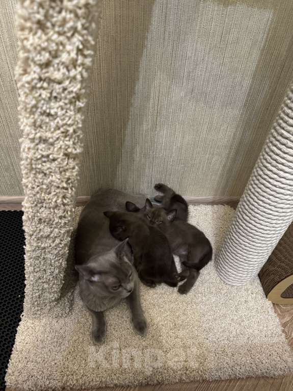 Кошки в Москве: Котенок европейский бурманский Мальчик, 120 000 руб. - фото 4