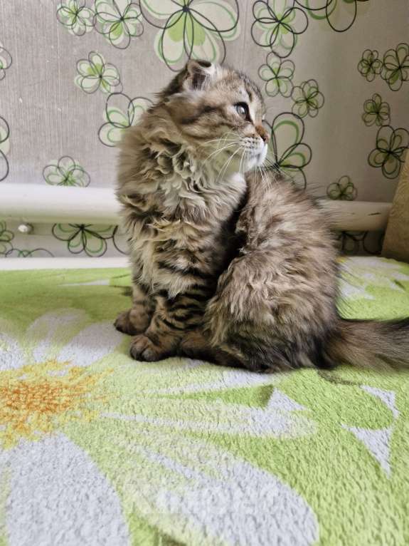 Кошки в Ростове-на-Дону: Шотландские вислоухие котята Девочка, 6 000 руб. - фото 9