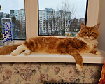Кошки в Десногорске: Продам Мальчик, 10 000 руб. - фото 1