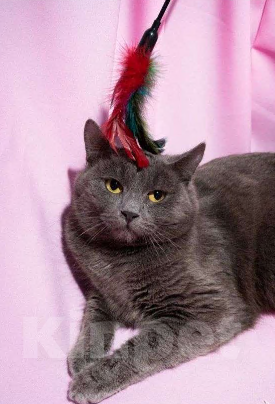 Кошки в Москве: Котик ищет семью Мальчик, Бесплатно - фото 1