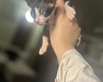 Кошки в Гуково: Котенок сфинкс Девочка, 7 500 руб. - фото 2