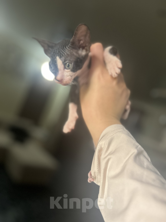 Кошки в Гуково: Котенок сфинкс Девочка, 7 500 руб. - фото 2