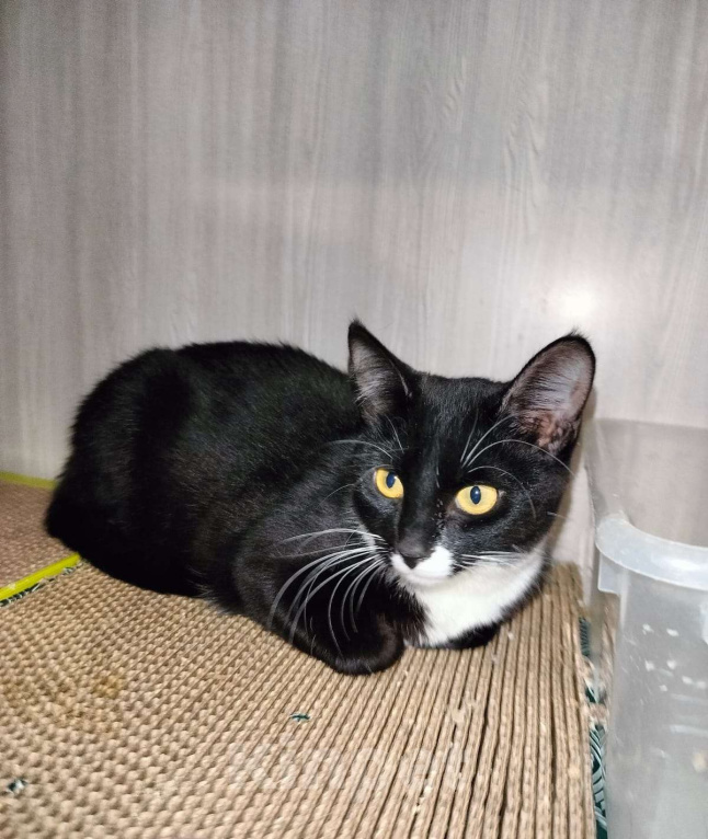 Кошки в Москве: Малышка Кýпи Девочка, Бесплатно - фото 5