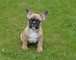 Собаки в Твери: Малышка французского бульдога Девочка, 35 000 руб. - фото 5