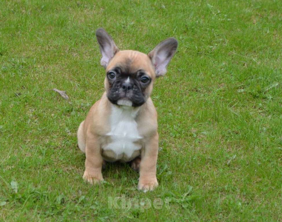 Собаки в Твери: Малышка французского бульдога Девочка, 35 000 руб. - фото 5