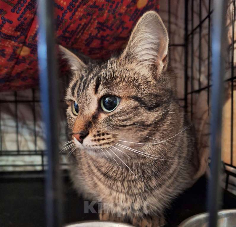 Кошки в Москве: Кошка Пикси ищет дом  Девочка, Бесплатно - фото 3