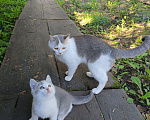 Кошки в Прокопьевске: Продам шотландских породистых котят Разнополые, 5 000 руб. - фото 4