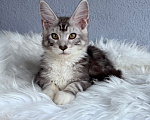Кошки в Кудрово: Котенок мейн-кун, мальчик , шейдед линия Мальчик, Бесплатно - фото 5