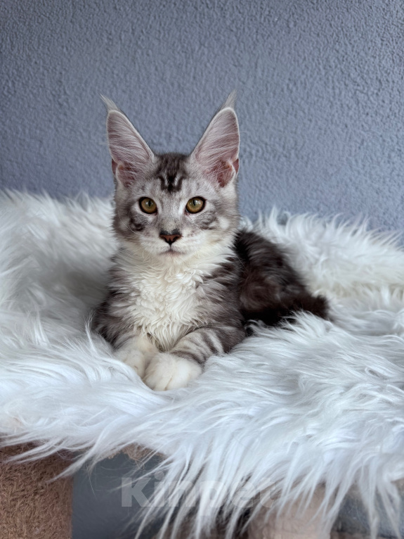 Кошки в Кудрово: Котенок мейн-кун, мальчик , шейдед линия Мальчик, Бесплатно - фото 5