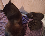 Кошки в других городах Воронежской области: Котята крысыловы Мальчик, 1 000 руб. - фото 4