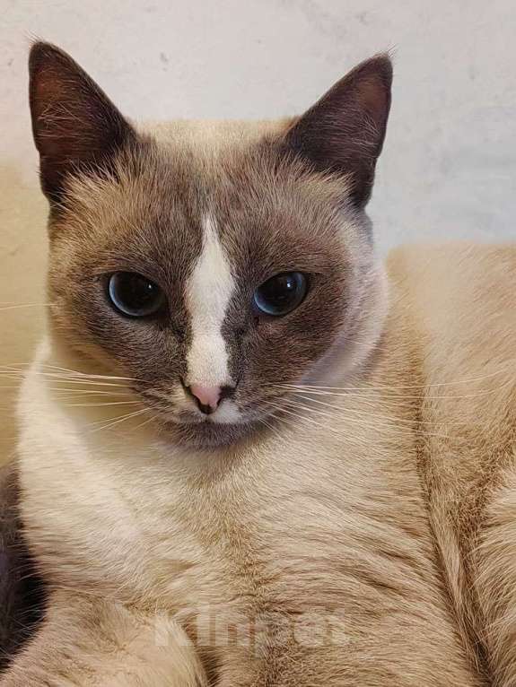 Кошки в Москве: Не просто кот, а верный компаньон ищет дом Мальчик, Бесплатно - фото 5