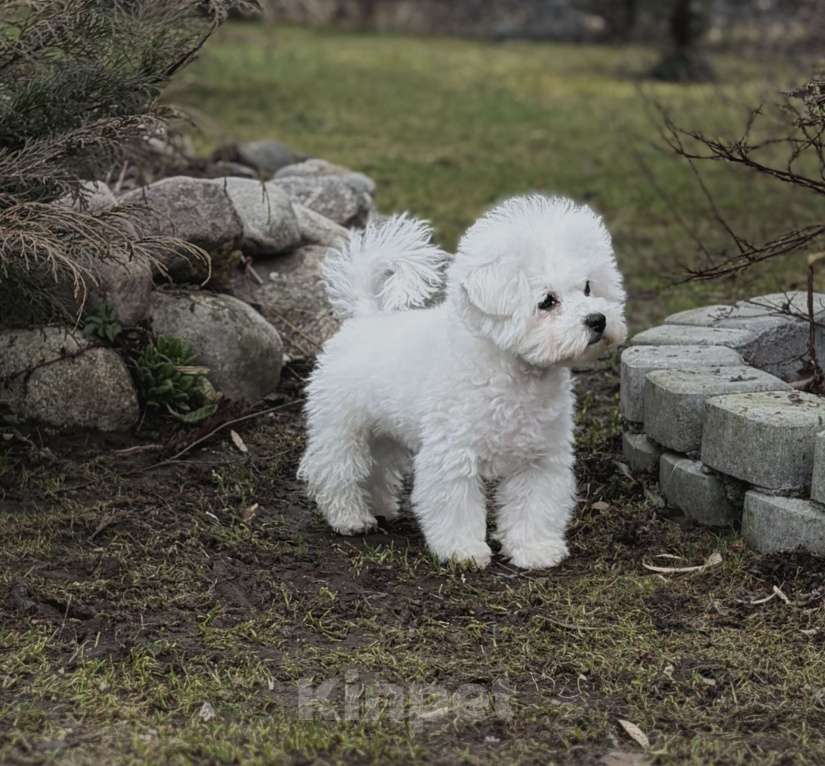 Собаки в Санкт-Петербурге: Бишон фризе Мальчик, 75 000 руб. - фото 2