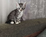 Кошки в Красногорске: Котенок в добрые руки Мальчик, Бесплатно - фото 3