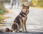 Собаки в Павловском Посаде: Лучана ждёт свою будущую семью  Девочка, Бесплатно - фото 1