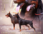 Собаки в Санкт-Петербурге: Щенок добермана в питомнике Версаль Манифик Мальчик, 110 000 руб. - фото 7