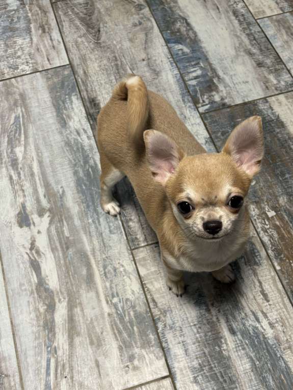 Собаки в Лобне: Чихуахуа мальчик Мальчик, 40 000 руб. - фото 5