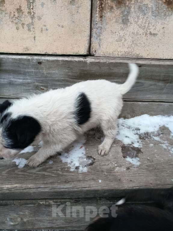 Собаки в других городах Свердловской области:  Щенки в добрые руки Мальчик, Бесплатно - фото 3