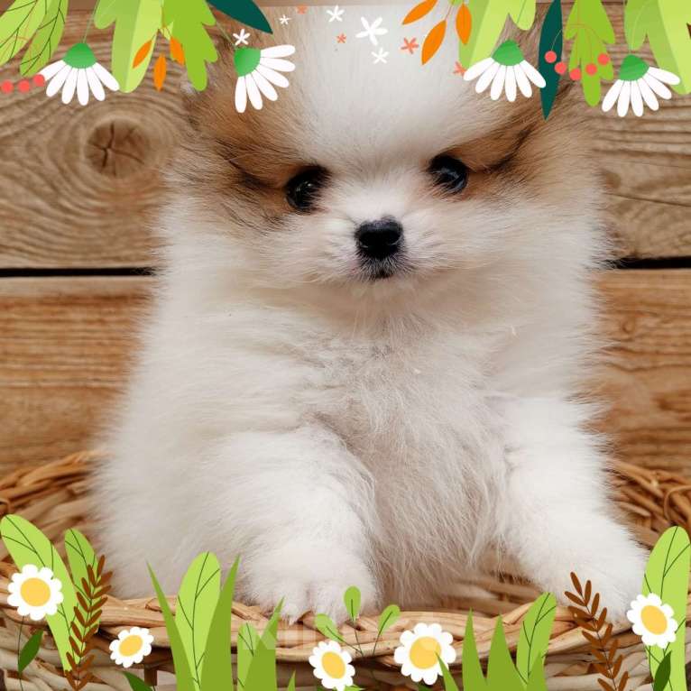 Собаки в Перми: Щенки Шпица мини мишки Мальчик, 30 000 руб. - фото 10