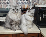 Кошки в Подольске: Персидская серебристая шиншила. Девочка, 15 000 руб. - фото 6