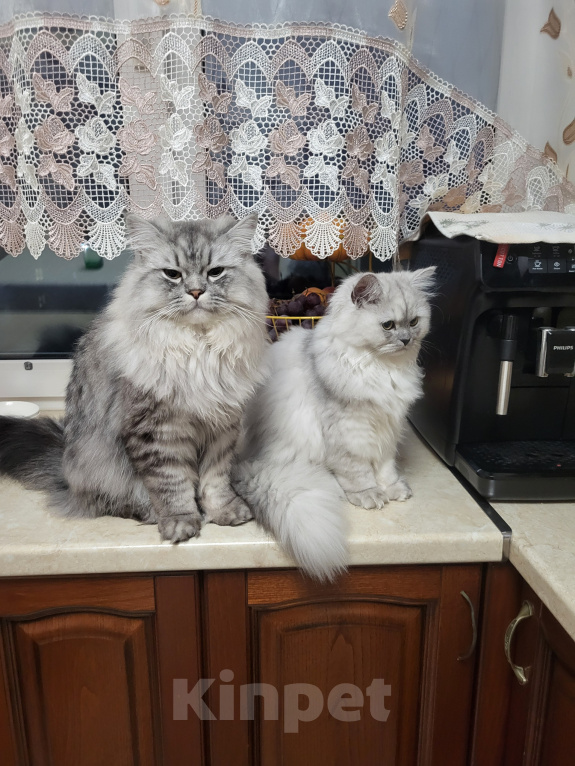 Кошки в Подольске: Персидская серебристая шиншила. Девочка, 15 000 руб. - фото 6