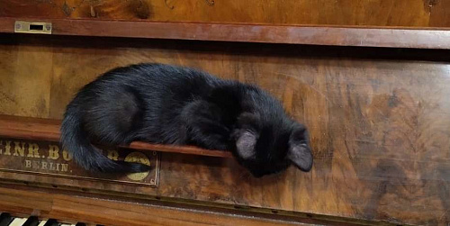Объявление: Чёрная кошка №1, Бесплатно, Новочеркасск