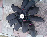 Собаки в Видном: Щенки ризеншнауцера Мальчик, 60 000 руб. - фото 2
