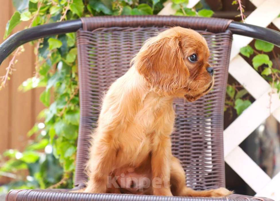 Собаки в Ростове-на-Дону: Рыжее солнце! Мальчик, 70 000 руб. - фото 4