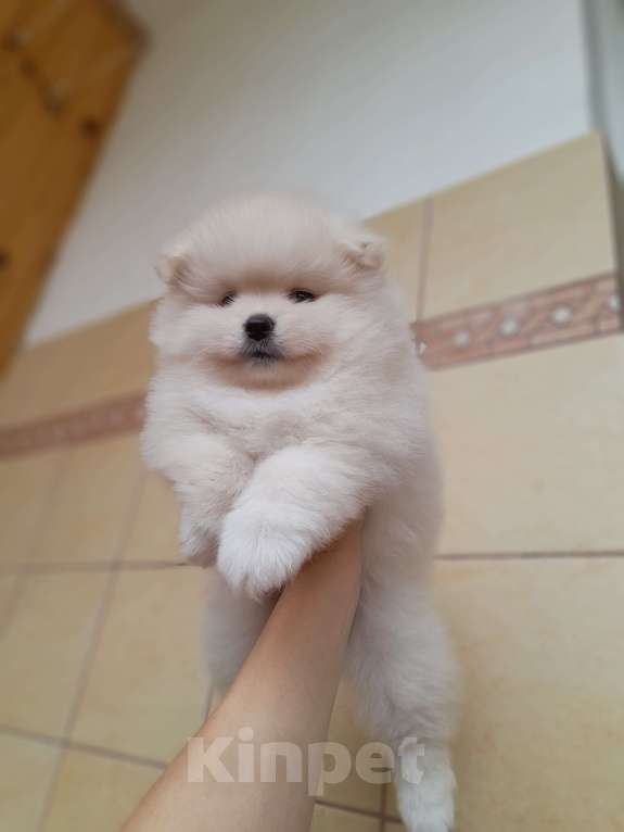 Собаки в Брянске: Немецкий шпиц щенок Девочка, 30 000 руб. - фото 2