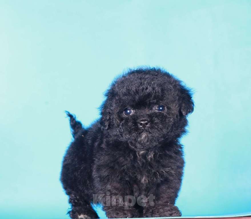 Собаки в Москве: мальтипу Ф1 щенок мини девочка Девочка, 90 000 руб. - фото 10