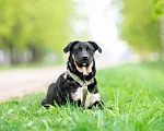 Собаки в Москве: Щенок в дар  Мальчик, Бесплатно - фото 9