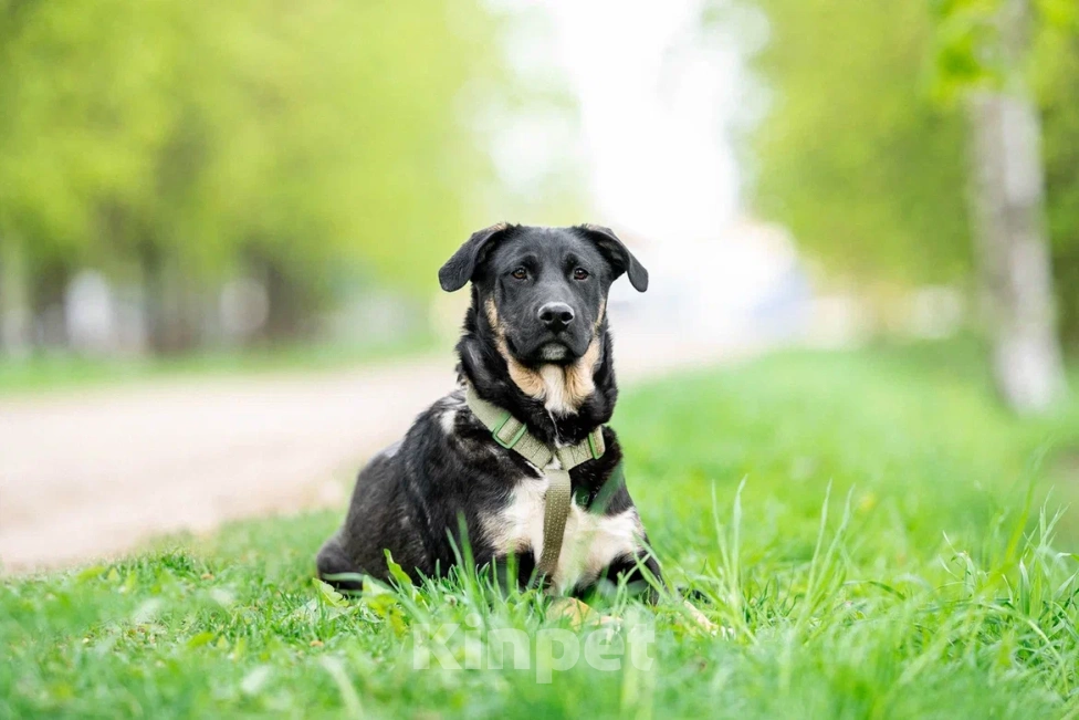 Собаки в Москве: Щенок в дар  Мальчик, Бесплатно - фото 9