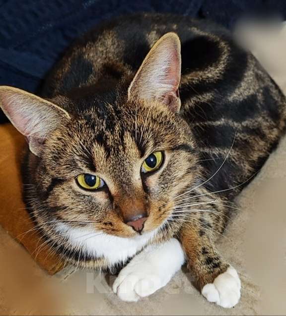 Кошки в Раменском: Пропал молодой кот. Потап. Мальчик, 1 000 руб. - фото 1