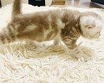 Кошки в Москве: Шотландский мальчик Scottish fold Мальчик, 14 000 руб. - фото 4