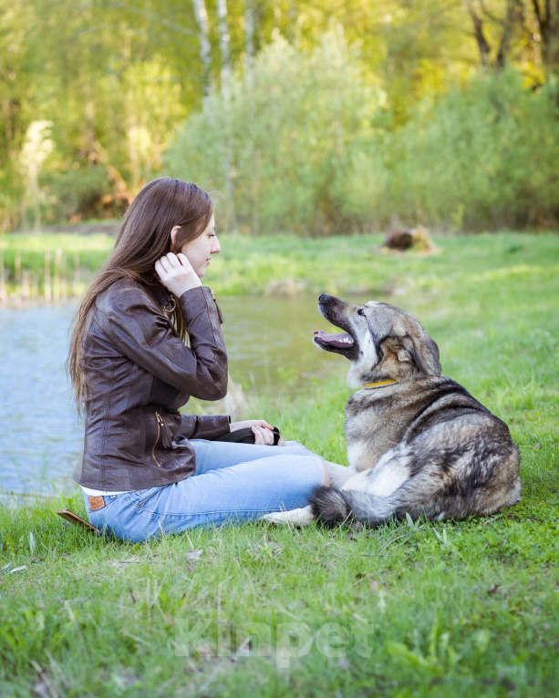 Собаки в Москве: Соня - Самая преданная собака для своего человека Девочка, Бесплатно - фото 10
