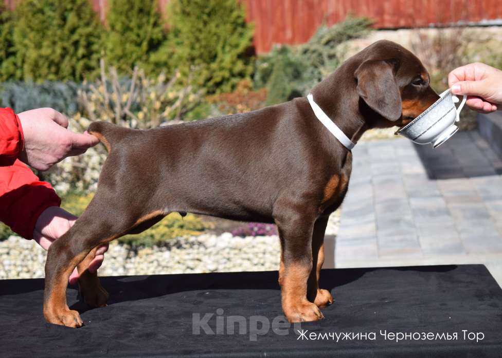 Собаки в Воронеже: Щенки добермана ркф Мальчик, 100 000 руб. - фото 7