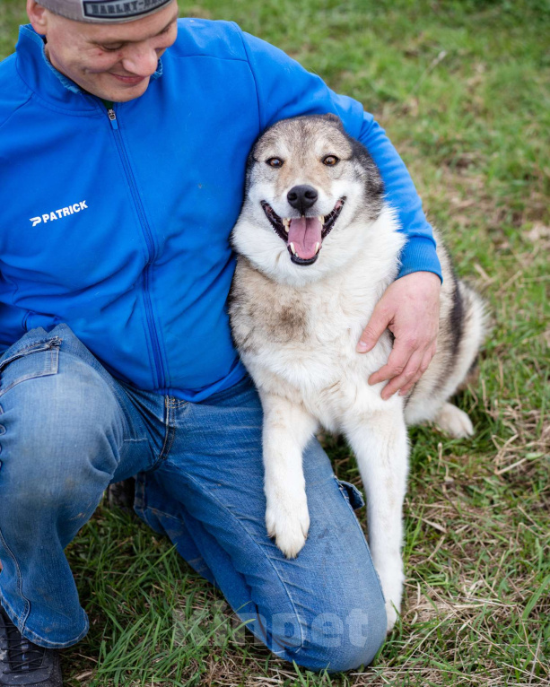 Собаки в Москве: Весёлый, активный породистый Лайк оказался в приюте и ждёт свою семью Мальчик, Бесплатно - фото 2