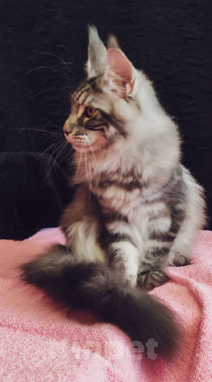 Кошки в Казани: Котик Арон Мальчик, Бесплатно - фото 5