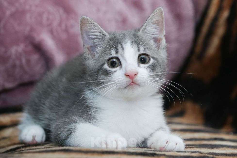 Кошки в Санкт-Петербурге: Которебенок хочет домой Мальчик, Бесплатно - фото 1