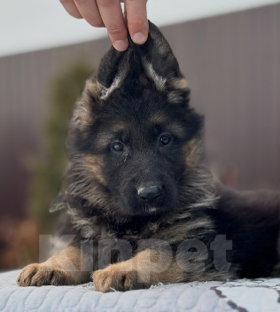 Собаки в Липецке: Щенки немецкой овчарки Девочка, 45 000 руб. - фото 2