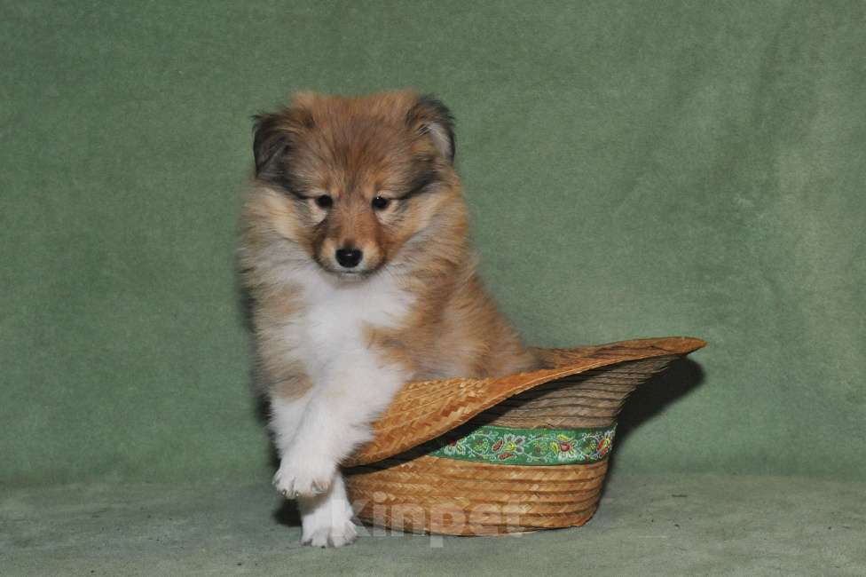 Собаки в Санкт-Петербурге: Шелти-Друг! Лучше прочих двух! )) Мальчик, 60 руб. - фото 6