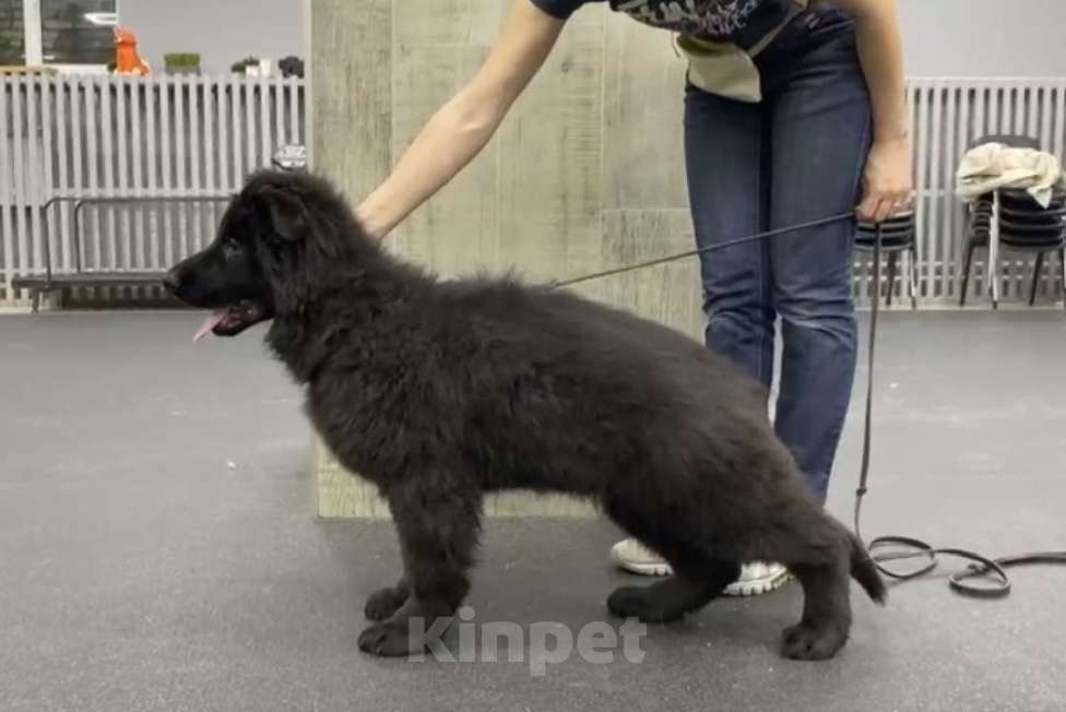 Собаки в Челябинске: Длинношёрстный черный кобель 5 мес Мальчик, Бесплатно - фото 2