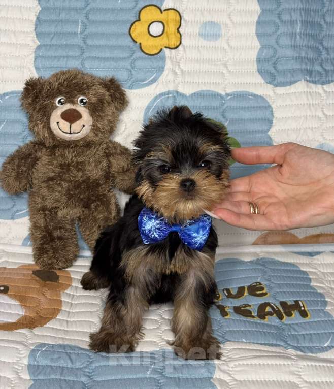 Собаки в Москве: Йоркширский терьер мальчик Мальчик, 60 000 руб. - фото 6