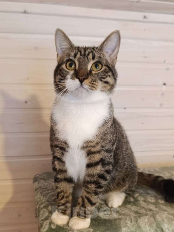 Кошки в Зеленогорске: Пончик ищет дом Мальчик, Бесплатно - фото 1