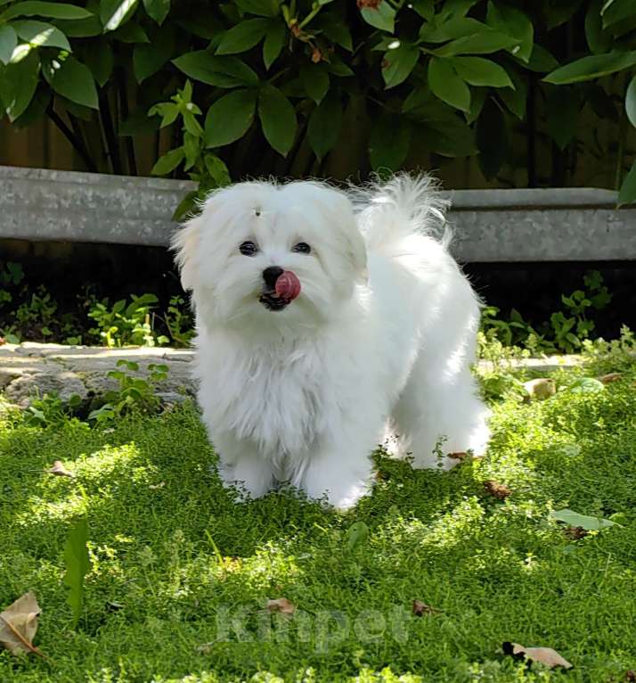 Собаки в Липецке: Мальчик мальтезе Мальчик, 120 000 руб. - фото 2