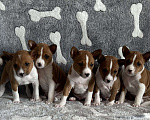 Собаки в Котласе: Щенки Басенджи Разнополые, Бесплатно - фото 2