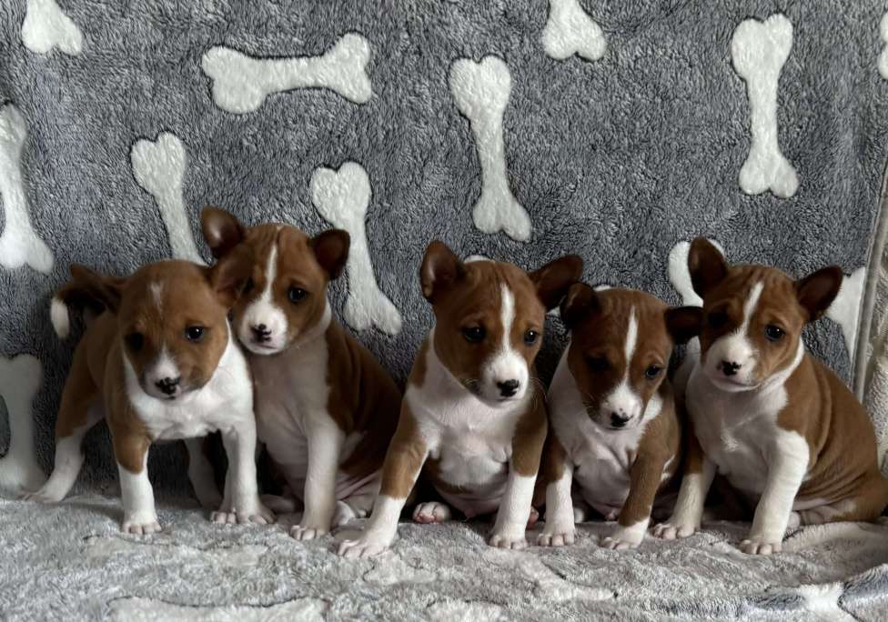 Собаки в Котласе: Щенки Басенджи Разнополые, Бесплатно - фото 2