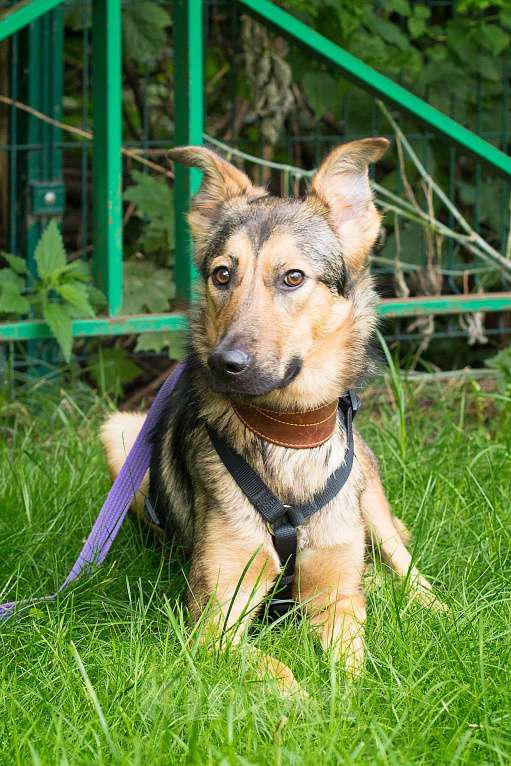 Собаки в Москве: Эльфо-собачка Девочка, Бесплатно - фото 3