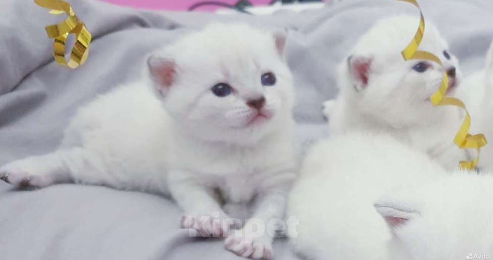 Кошки в Златоусте: Шотландский прямоухий Мальчик, 7 000 руб. - фото 5