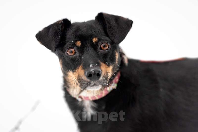 Собаки в Москве: Маленькая гладкошерстная коротколапая собачка Милия в дар Девочка, Бесплатно - фото 2