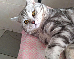 Кошки в Иваново: Шотландский кот на вязку, 1 000 руб. - фото 3